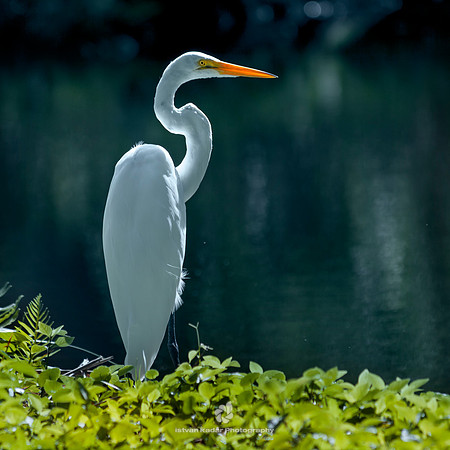 Great White Egret