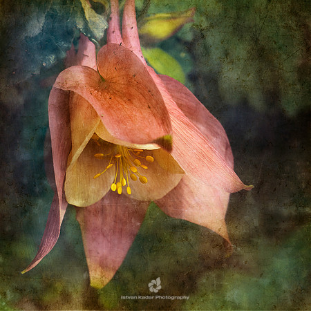 The Sound of the Flowers