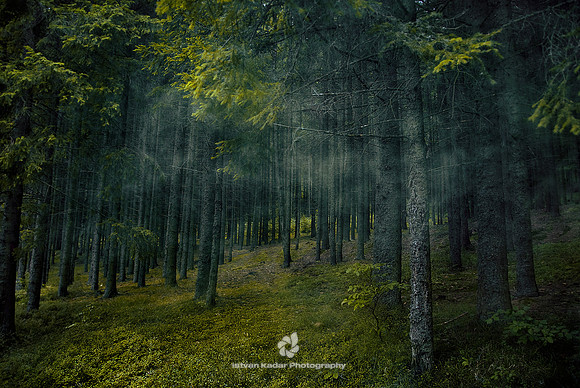 Pine Forest