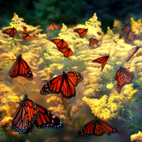 The Movement of the Monarchs