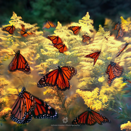 The Movement of the Monarchs