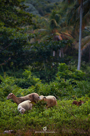 Sheep Family
