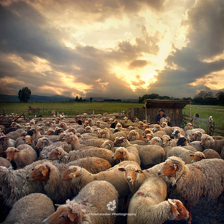 Milking the Sheep