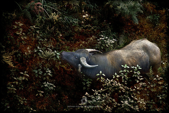 Water Buffalo