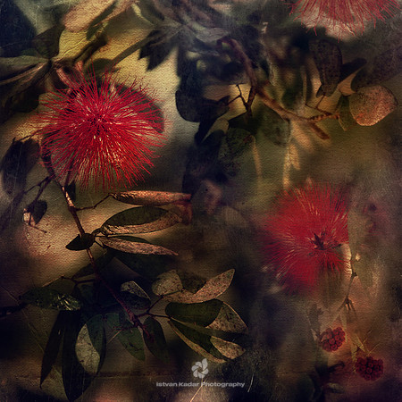 The Fairy's Garden