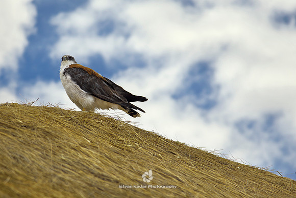 Variable Hawk