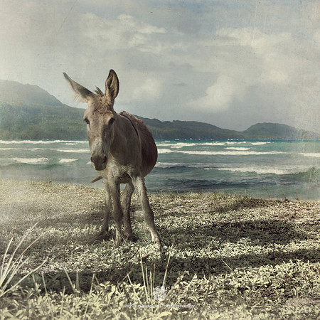Animal, Atlantic, Beach, Brown, Caribbean, "Domestic Animals", "Dominican Republic", Donkey, Field, Field, Grass, Hill, Meadow, Nature, Ocean, Outdoors, "Playa Rincon", Portrait, "Rural Scene", Sky, T