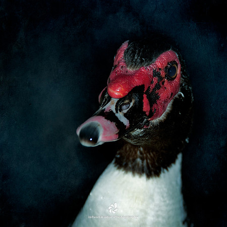 Muscovy Duck