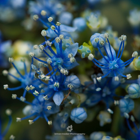 Blue Touch