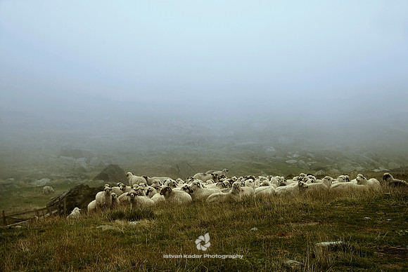Resting Sheep in the Fogaras Mountains