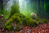 Brown Bear (Ursus arctos), Transylvania