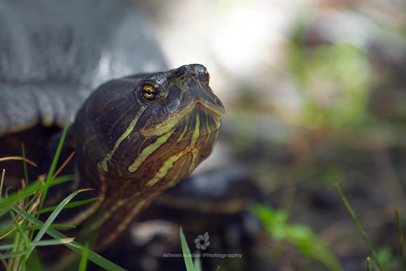 Turtle Head