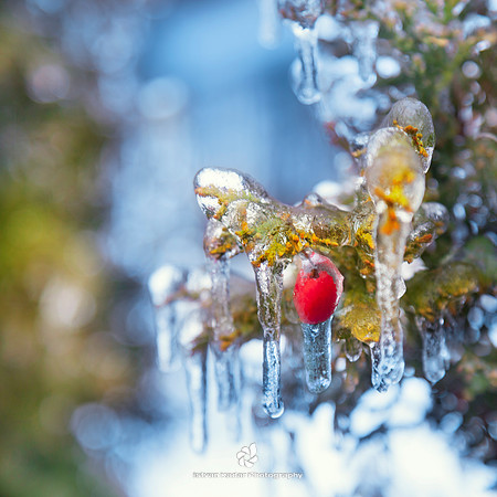 Ice Berry