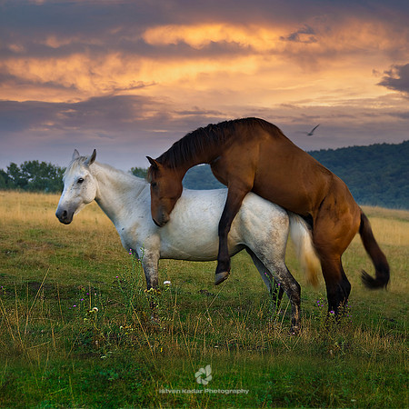 Horse Love