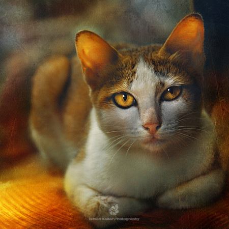 Ta Prohm Cat