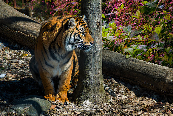"Charismatic megafauna", Indomalaya, "Panthera tigris", "Sumatran Tiger", ambush, "big cat", mammal, nature, "obligate carnivore", predator, tiger, "wild animal"