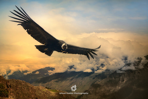 Andean Condor