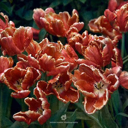 Tulips for Rembrandt