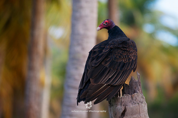 Turkey Vulture