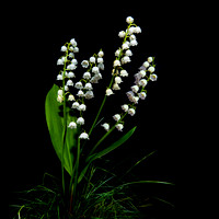 Lily of the Valley