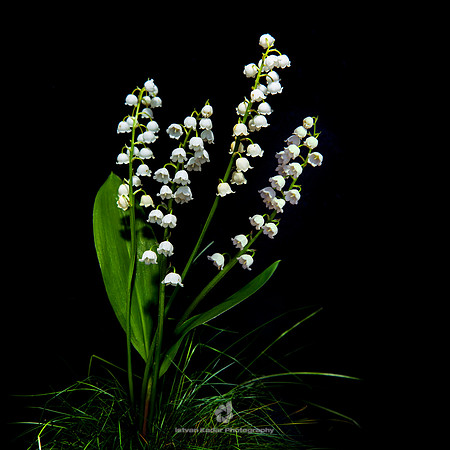 Lily of the Valley