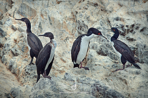 Guanay Cormorants