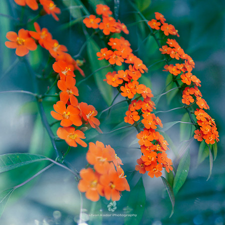 Blooming Rows