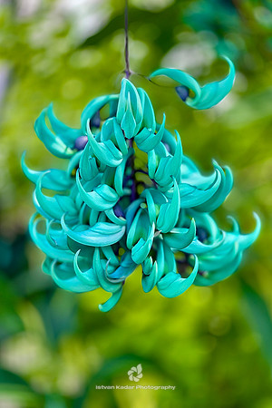 Jade Vine Plant