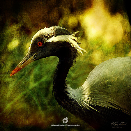 Demoiselle Cranes