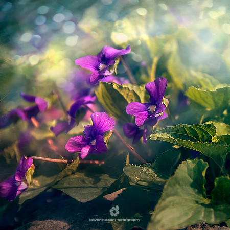 Violets