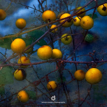 Whisper of the Yellow Globes