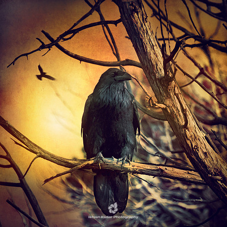 The Crow