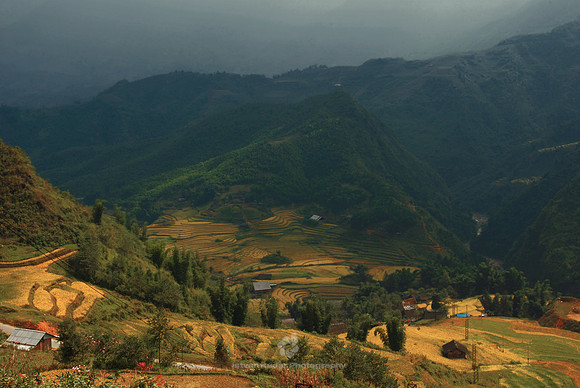 Rice Fields in the Valley