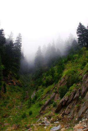 Howl of the Forest