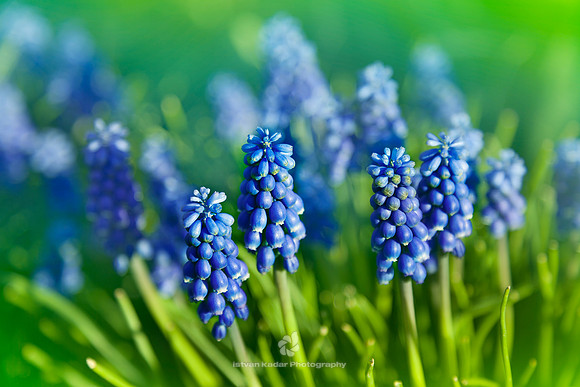 Muscari Armeniacum 'Blue'