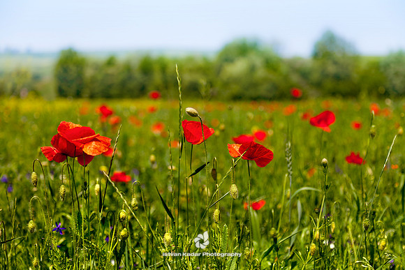 Poppy Field