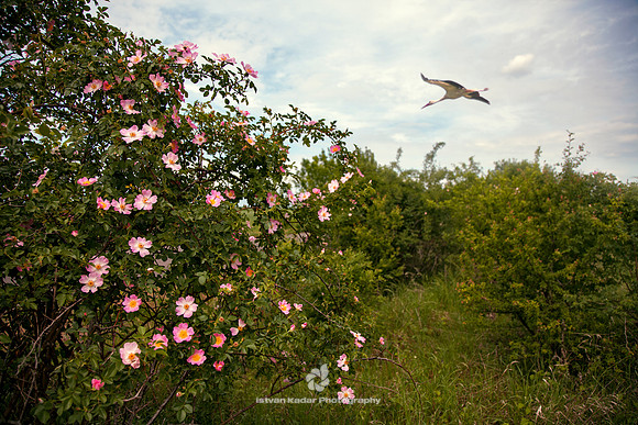 White Stork Above the Wild Roses