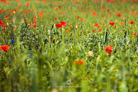 Dozy Field