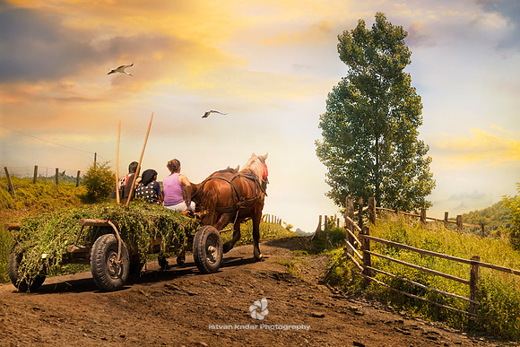 Action, Agriculture, Birds, Candid, Cart, Cultures, Day, "Dirt Track", "Domestic Animals", Editorial, Ethnic, Europe, Farmer, Field, Grass, Green, Harness, Hay, Horizontal, Horse, "Horse Cart", Horse-