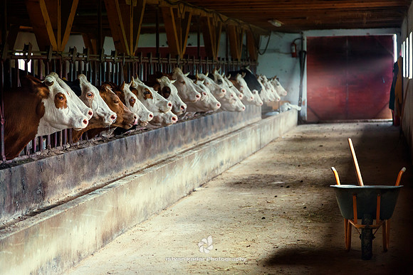Agriculture, Animal, Barn, Cattle, "Colour Image", Cow, "Dairy Farm", Day, Eating, Feeding, Headshot, Horizontal, "In A Row", "Large Group Of Animals", Livestock, "No People", Photography, Repetition,