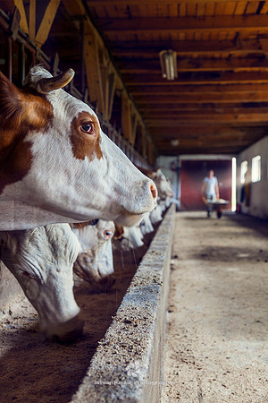 Dairy Cows