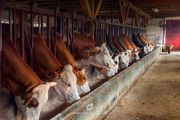 Dinner at the Dairy Farm