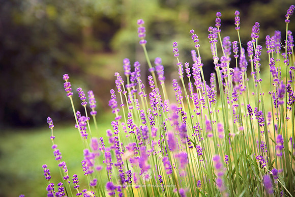 Lavender