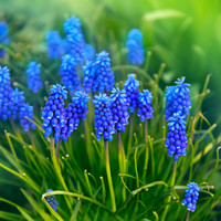 Spring in Blue