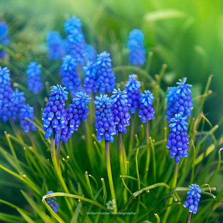 Spring in Blue