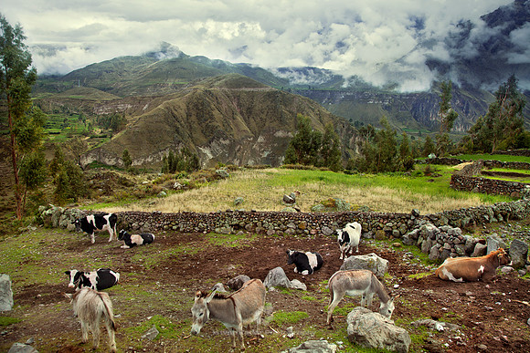 Little Farm in the Andes