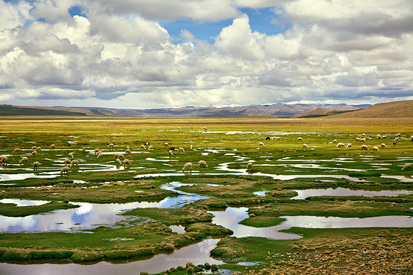 Herd in the Andes Highlands
