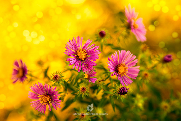 Wild Pink Asters