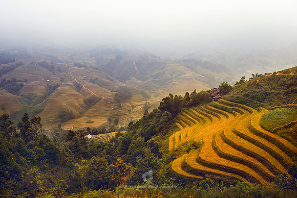 "Hoang Lien Nature Reserve", "Hoang Lien Son", "Lao Cai Province", Sapa, Vietnam, landscape, nature, "rice field", "rice terraces", "terraced fields", fog,