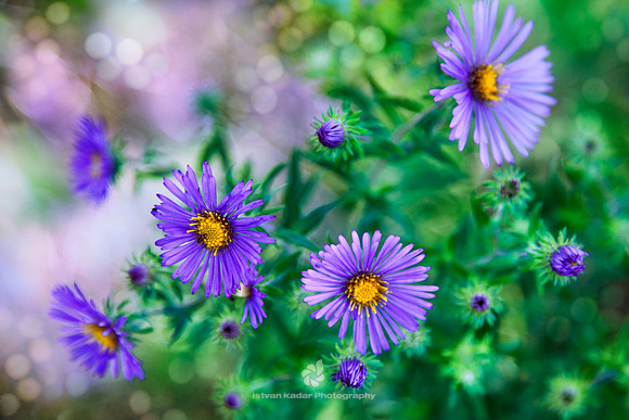 Wild Purple Asters